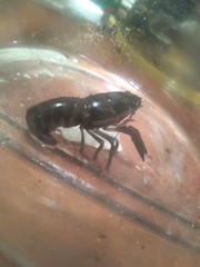 Procambarus versutus