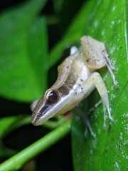 Indosylvirana