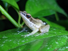 Indosylvirana
