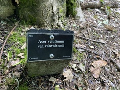 Acer velutinum