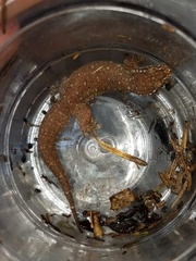 Gehyra mutilata
