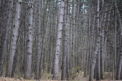 Pinus nigra pallasiana