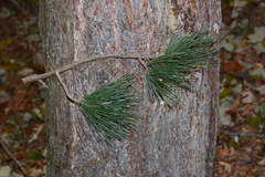 Pinus nigra pallasiana