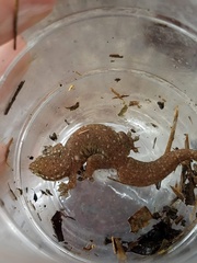 Gehyra mutilata