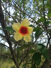 Mandevilla