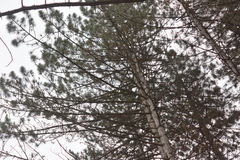 Pinus nigra pallasiana
