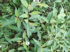 Solanum campylacanthum