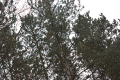 Pinus nigra pallasiana