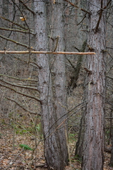 Pinus nigra pallasiana