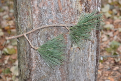 Pinus nigra pallasiana
