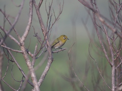 Zosterops japonicus
