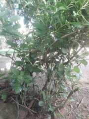 Iochroma fuchsioides