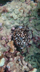 Cypraea tigris