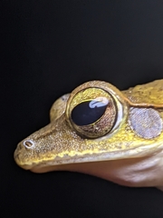 Polypedates occidentalis