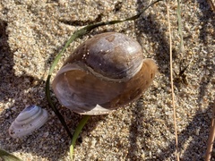 Bulla gouldiana