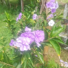 Brunfelsia
