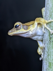 Polypedates occidentalis