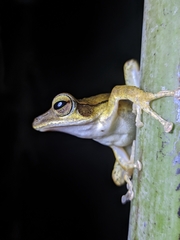 Polypedates occidentalis