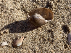 Bulla gouldiana