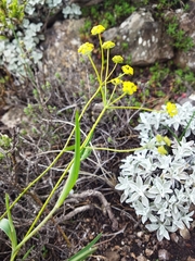 Bupleurum mundii