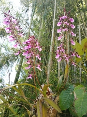 Encyclia cordigera image