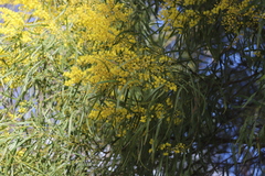 Acacia pustula