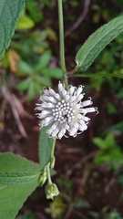 Melanthera nivea