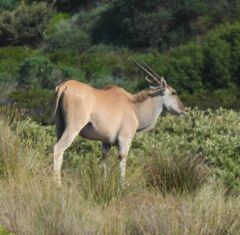 Tragelaphus oryx oryx
