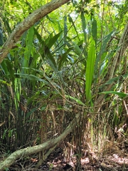 Cyclanthus bipartitus