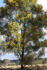 Acacia pustula