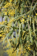 Acacia pustula