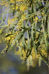 Acacia pustula