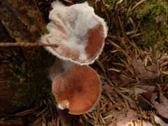 Hypomyces ochraceus