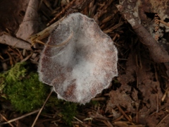 Hypomyces ochraceus