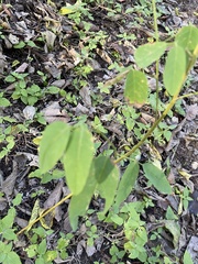 Desmodium psilophyllum