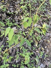Desmodium psilophyllum