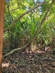 Cyclanthus bipartitus