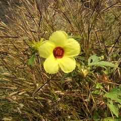 Hibiscus surattensis