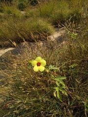 Hibiscus surattensis