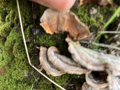 Stereum subtomentosum