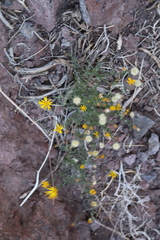 Ericameria linearifolia