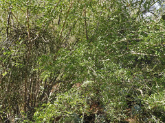 Coursetia glandulosa