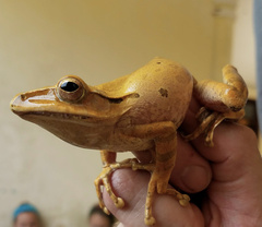 Polypedates megacephalus