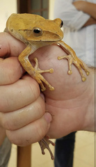 Polypedates megacephalus