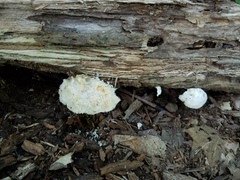 Tyromyces galactinus