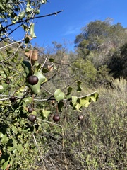 Prunus ilicifolia ilicifolia