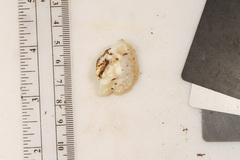 Tyromyces galactinus