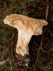 Hydnum subolympicum