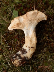 Hydnum subolympicum