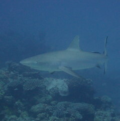 Carcharhinus amblyrhynchos